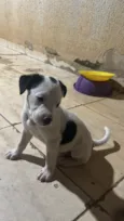 escolha do dono 