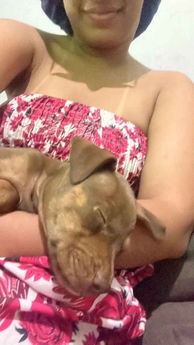 Cachorro raça SRD-ViraLata idade Abaixo de 2 meses nome escolha do dono 