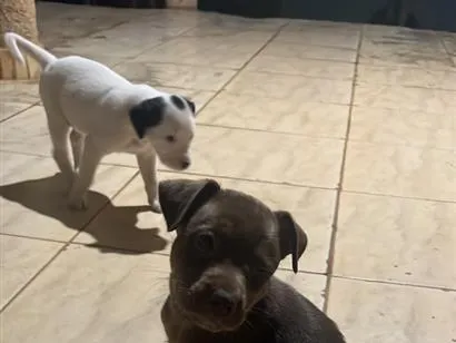 Cachorro raça SRD-ViraLata idade Abaixo de 2 meses nome escolha do dono 