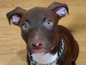Cachorro raça Pit-Bull idade 2 a 6 meses nome king