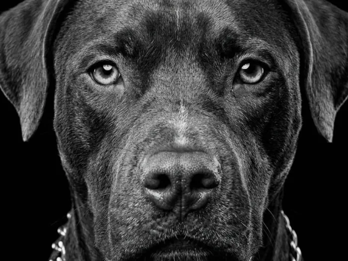 Cachorro raça Pit-Bull idade 2 a 6 meses nome king
