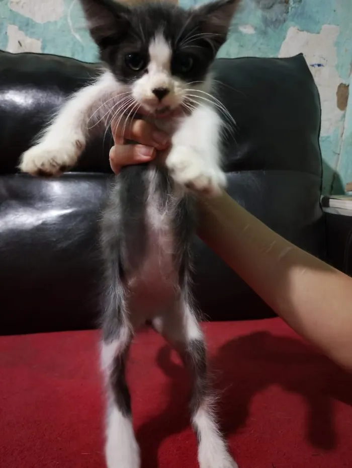 Gato raça SRD-ViraLata idade 2 a 6 meses nome Cali