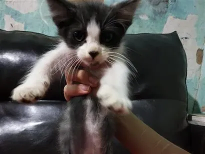 Gato raça SRD-ViraLata idade 2 a 6 meses nome Minimu 