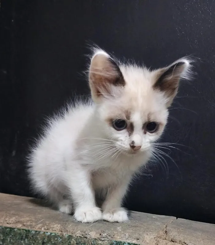 Gato raça SRD-ViraLata idade 2 a 6 meses nome Guri
