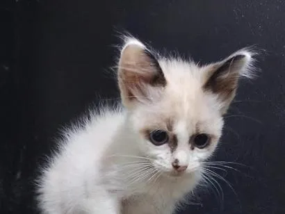 Gato raça SRD-ViraLata idade 2 a 6 meses nome Guri