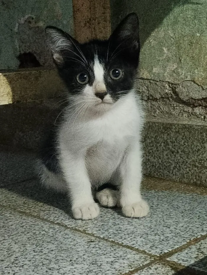 Gato raça SRD-ViraLata idade 2 a 6 meses nome Ruby