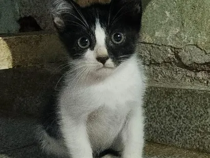 Gato raça SRD-ViraLata idade 2 a 6 meses nome Ruby