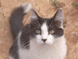 Gato raça SRD-ViraLata idade 1 ano nome Afrodite