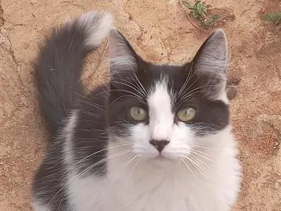 Gato raça SRD-ViraLata idade 1 ano nome Afrodite