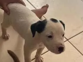 Cachorro raça SRD-ViraLata idade Abaixo de 2 meses nome escolha do dono 