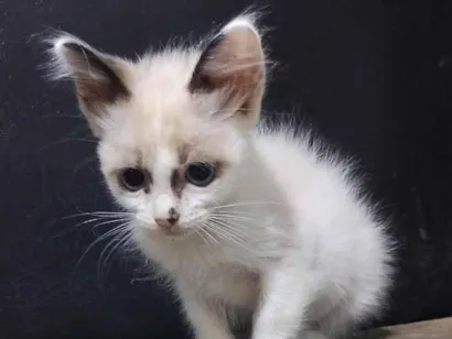 Gato raça SRD-ViraLata idade 2 a 6 meses nome Guri