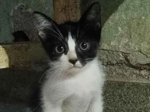 Gato raça SRD-ViraLata idade 2 a 6 meses nome Ruby