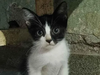 Gato raça SRD-ViraLata idade 2 a 6 meses nome Ruby
