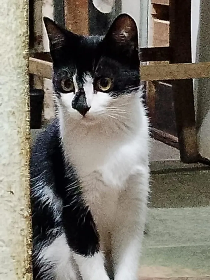 Gato raça SRD-ViraLata idade 7 a 11 meses nome Chloe