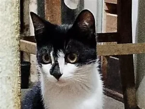 Gato raça SRD-ViraLata idade 7 a 11 meses nome Chloe