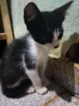 Freddie
