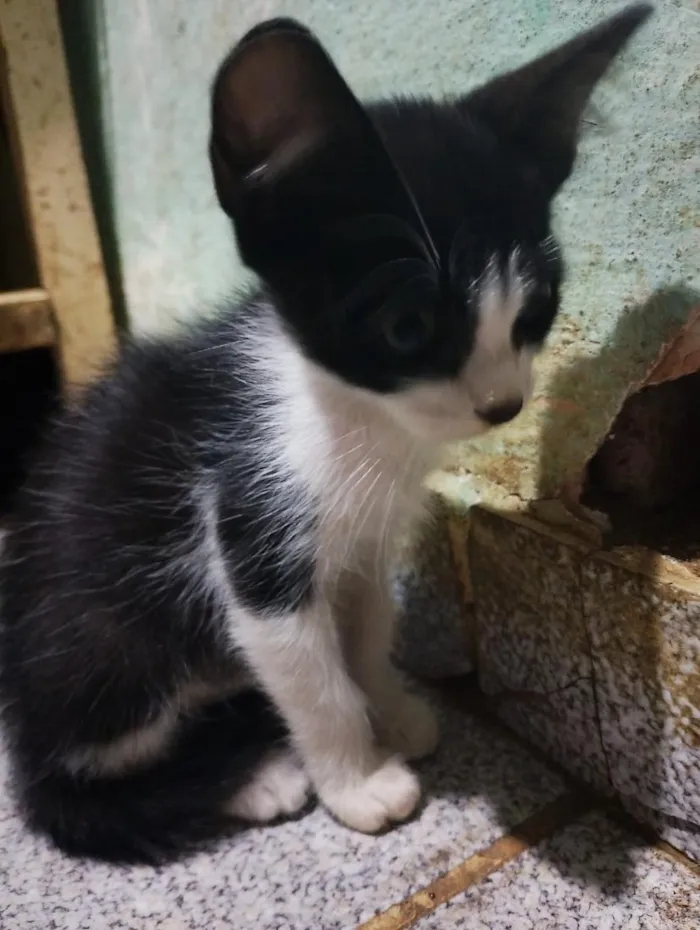 Gato raça SRD-ViraLata idade 2 a 6 meses nome Freddie