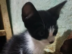 Gato raça SRD-ViraLata idade 2 a 6 meses nome Freddie