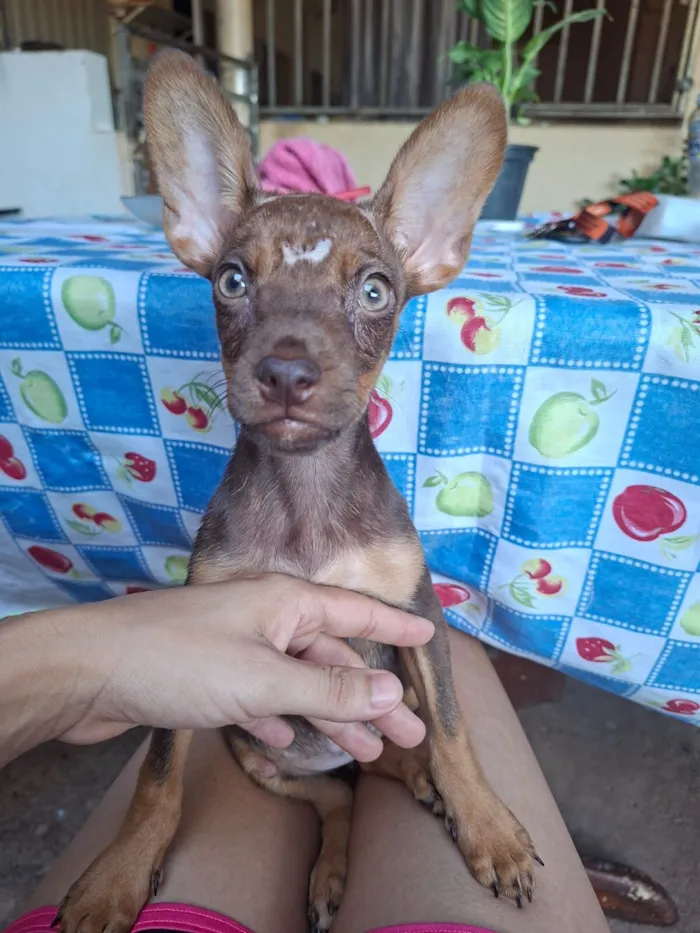 Cachorro raça SRD idade 2 a 6 meses nome Sem nome
