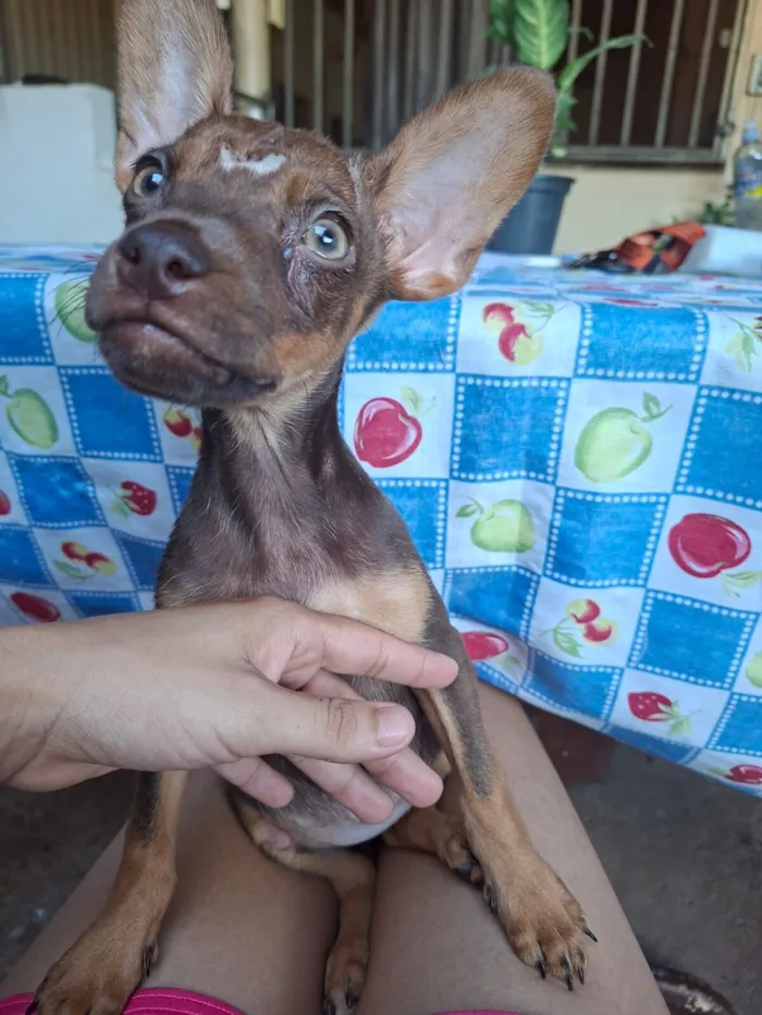 Cachorro raça SRD idade 2 a 6 meses nome Sem nome