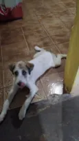zorro