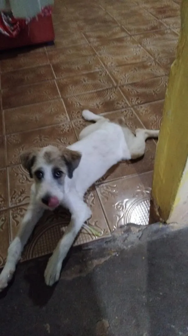 Cachorro raça SRD-ViraLata idade 2 a 6 meses nome zorro