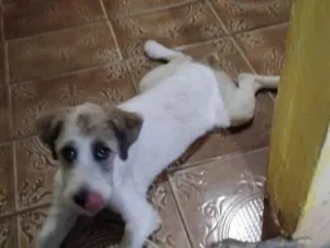 Cachorro raça SRD-ViraLata idade 2 a 6 meses nome zorro