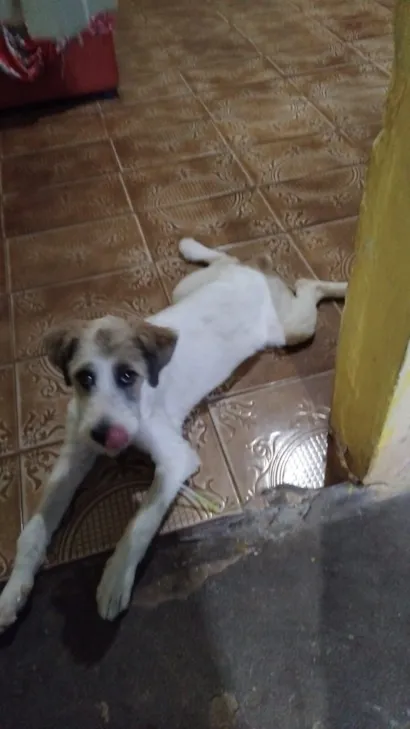 Cachorro raça SRD-ViraLata idade 2 a 6 meses nome Zorro
