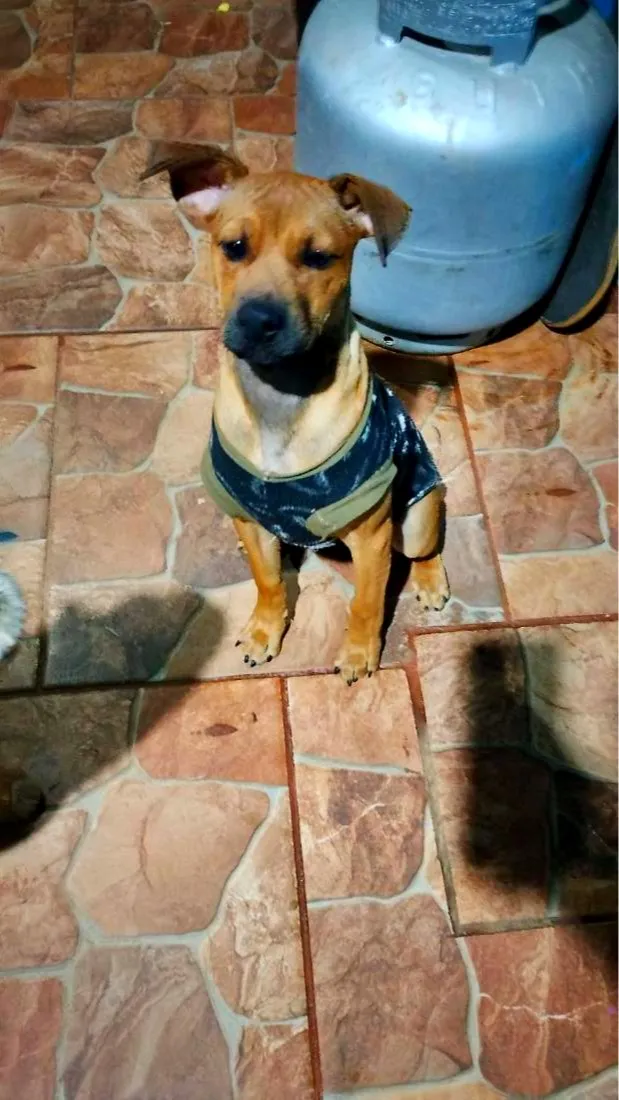 Cachorro raça SRD-ViraLata idade 7 a 11 meses nome Meduso