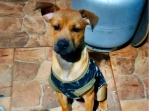 Cachorro raça SRD-ViraLata idade 7 a 11 meses nome Meduso