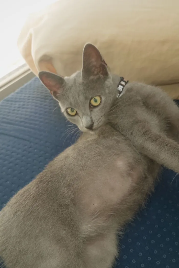 Gato raça SRD-ViraLata idade 7 a 11 meses nome gatito