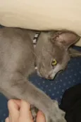 gatito