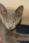 gatito