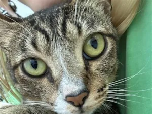 Gato raça SRD-ViraLata idade 2 anos nome Beto