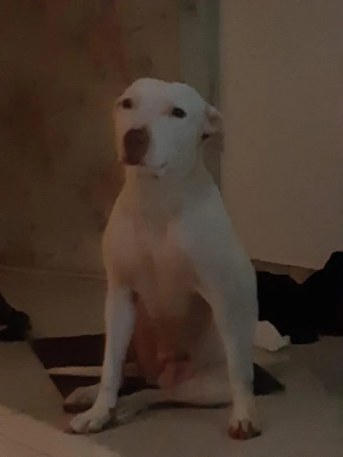 Cachorro raça Pit-Bull idade 6 ou mais anos nome Princesa