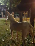 Princesa