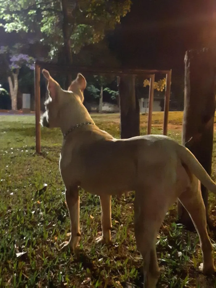 Cachorro raça Pit-Bull idade 6 ou mais anos nome Princesa