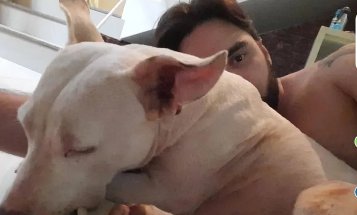 Cachorro raça Pit-Bull idade 6 ou mais anos nome Princesa
