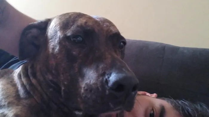 Cachorro raça SRD-ViraLata idade 5 anos nome Brisa