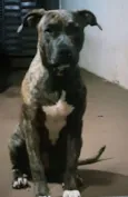 Brisa