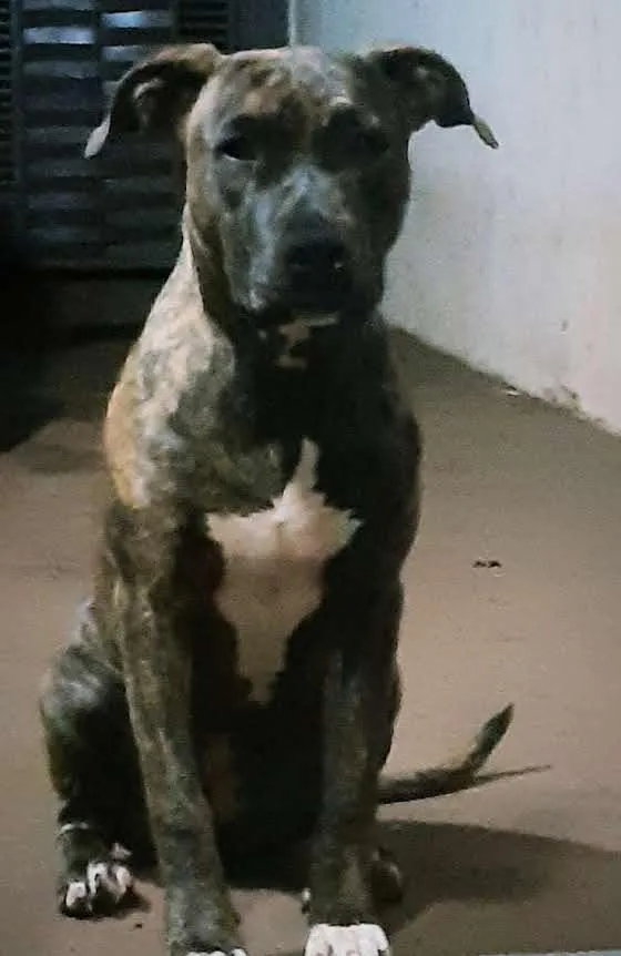 Cachorro raça SRD-ViraLata idade 5 anos nome Brisa