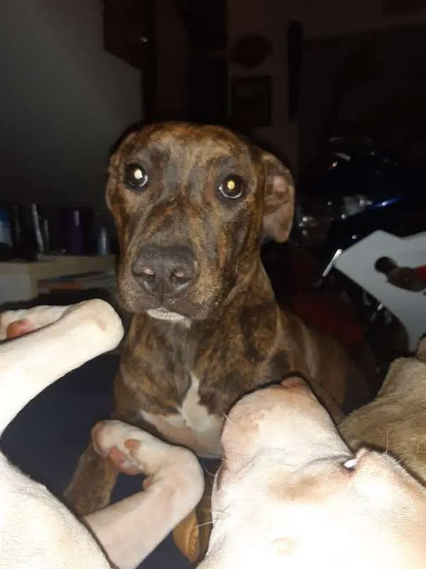 Cachorro raça SRD-ViraLata idade 5 anos nome Brisa