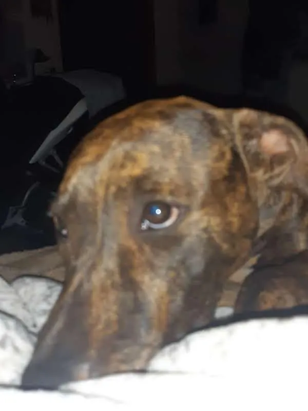 Cachorro raça SRD-ViraLata idade 5 anos nome Brisa