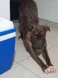 Brisa