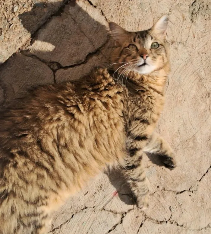 Gato raça SRD-ViraLata idade 1 ano nome Marley