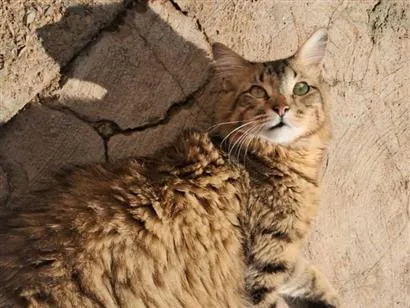 Gato raça SRD-ViraLata idade 1 ano nome Marley