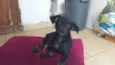 nala