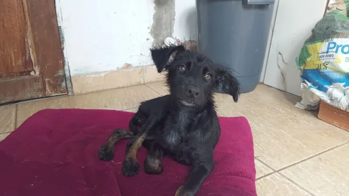 Cachorro raça SRD-ViraLata idade 2 a 6 meses nome nala
