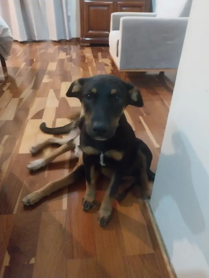 Cachorro raça SRD-ViraLata idade 2 a 6 meses nome Romeu
