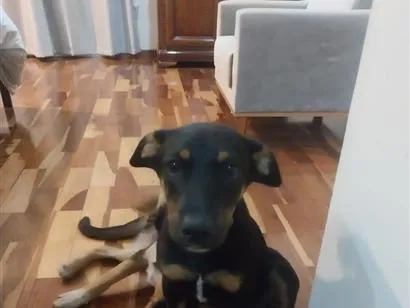 Cachorro raça SRD-ViraLata idade 2 a 6 meses nome Romeu